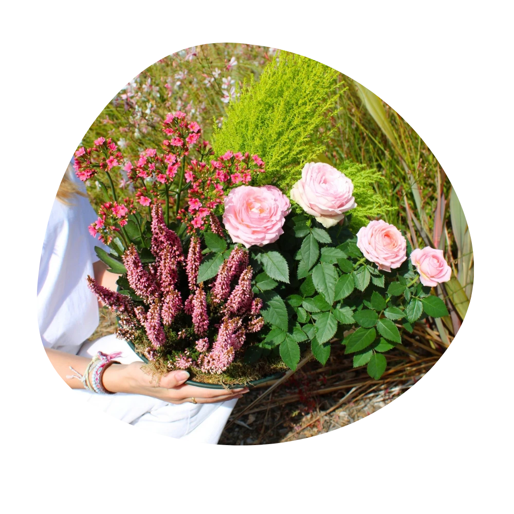 fleur de la Toussaint