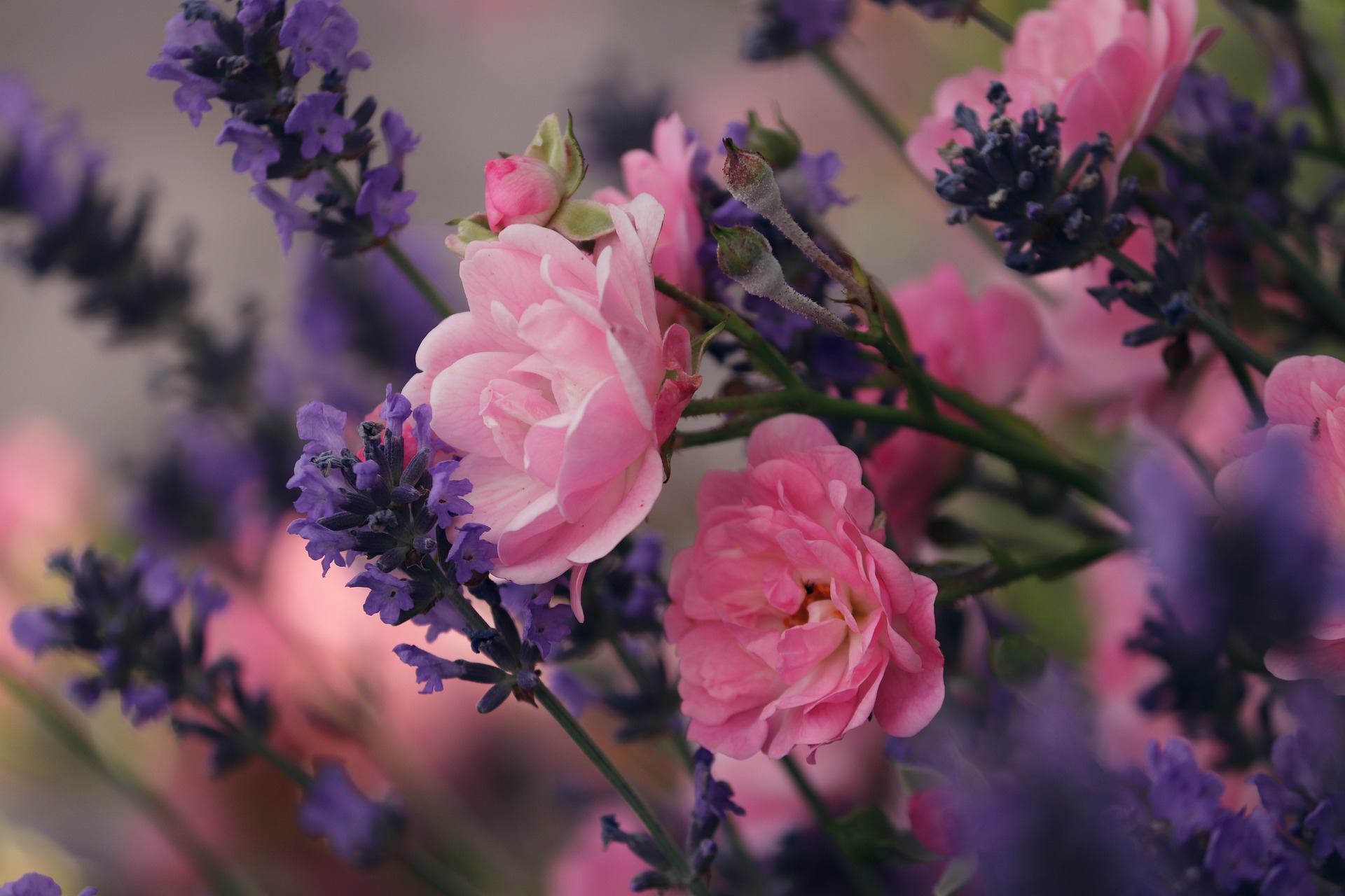 lavende rose fleurs été touchard fleuriste