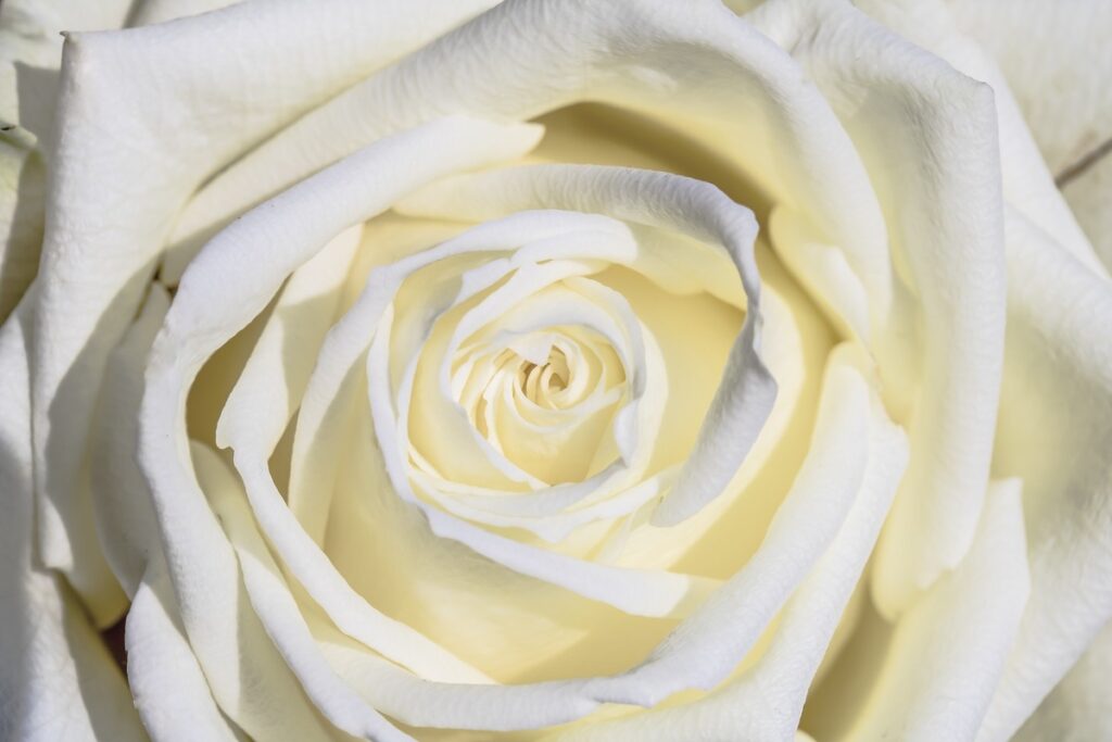 Rose blanche signification des fleurs le mans touchard