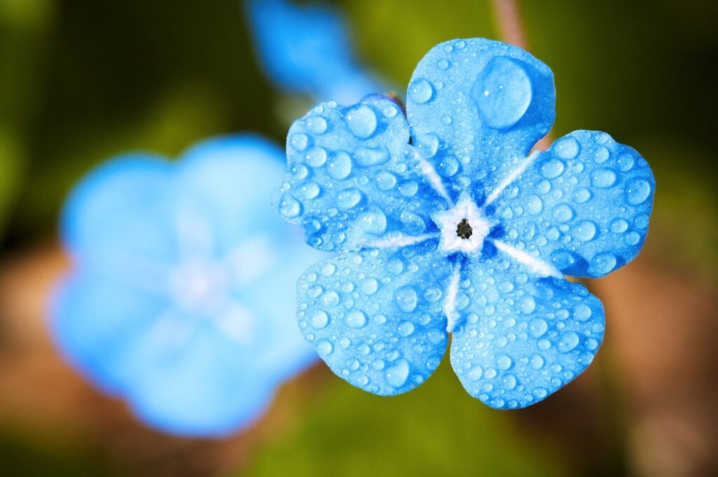 fleur bleue le mans touchard