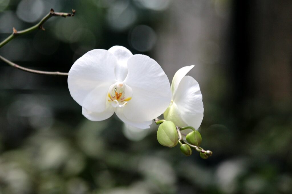 fleuriste le mans touchard orchidees fleurs de noel