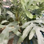 fleuriste touchard plante cyrtomium le mans