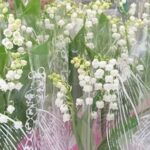 touchard fleuriste le mans bouquet muguet