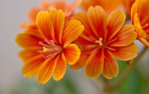 fleurs orange touchard fleuriste le mans