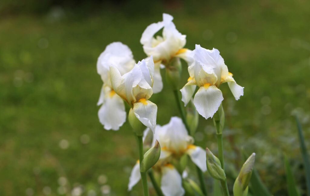 iris fleurs blanches touchard fleurs le mans