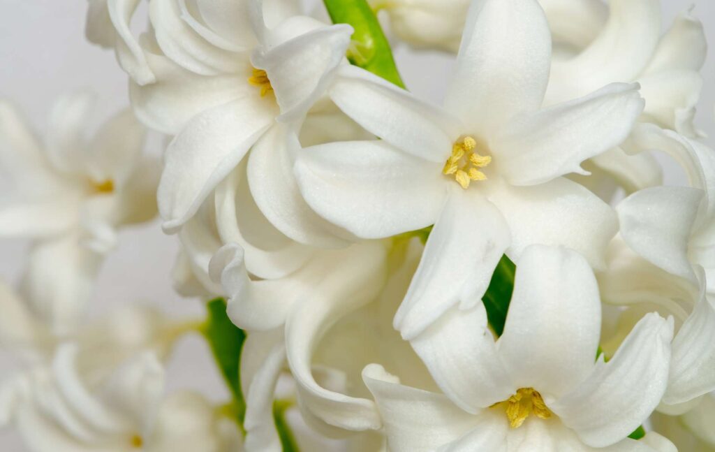 jacinthe blanche touchard fleurs le mans
