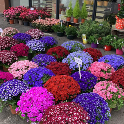 chrysanthème touchard fleuriste sarthe