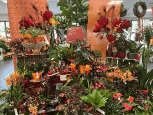 Fleurs d'automne disponibles chez Touchard Fleurs en Sarthe.
