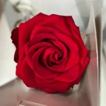 rose éternelle sur tige