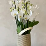 COMPOSITION D'ORCHIDÉES Les Harmonieuses