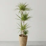 DRACAENA