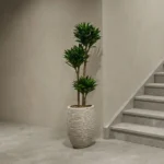 DRACAENA EN POT