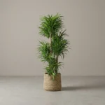 DRACAENA EN POT EN OSIER