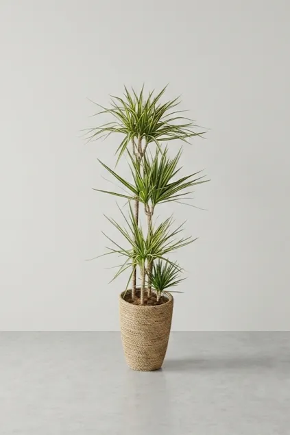 DRACAENA