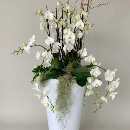 GRANDE COMPOSITION D'ORCHIDÉES Les Fabuleuses