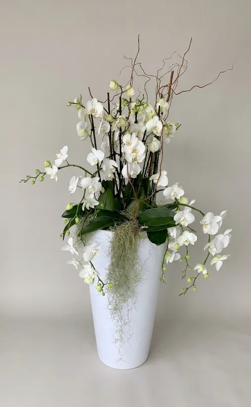 GRANDE COMPOSITION D'ORCHIDÉES Les Fabuleuses