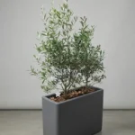 JARDINIERE D'OLIVIER