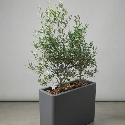 JARDINIERE D'OLIVIER