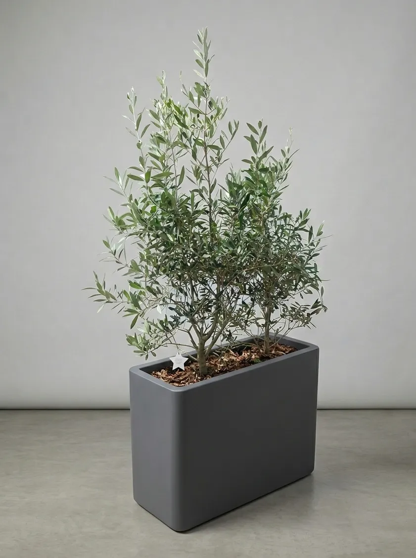 JARDINIERE D'OLIVIER