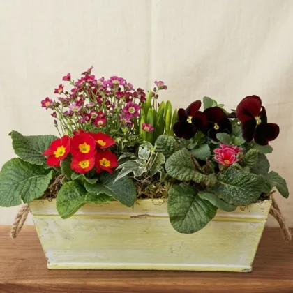 Jardinière de printemps