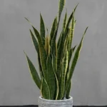 SANSEVIERIA