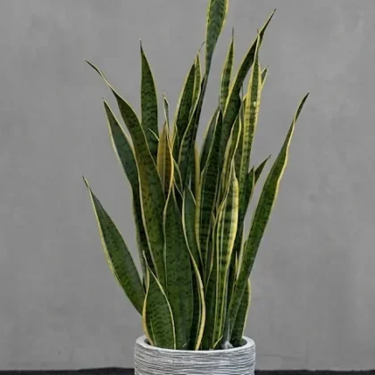 SANSEVIERIA