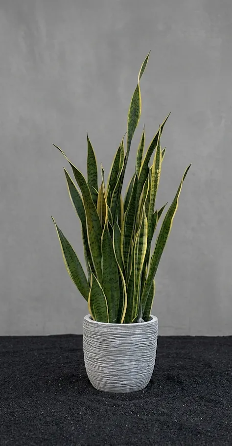 SANSEVIERIA