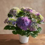 hortensia bleu