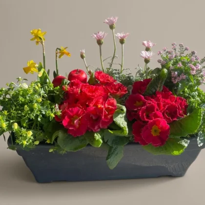 jardiniere couleurs de printemps