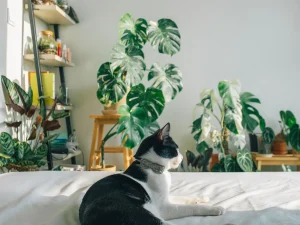 Chambre avec un chat sur le lit entouré de plantes purifiantes à retrouver dans les boutiques Maison Touchard Fleurs.