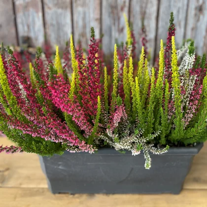 Jardinière bruyère