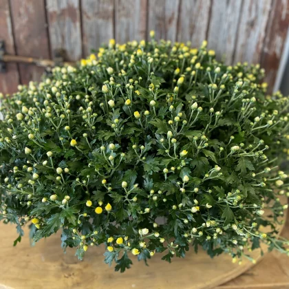 Jardinière chrysanthème