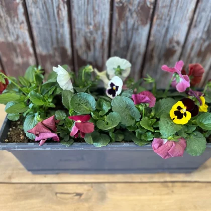 Jardinière pensée