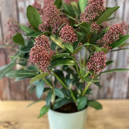 Skimmia